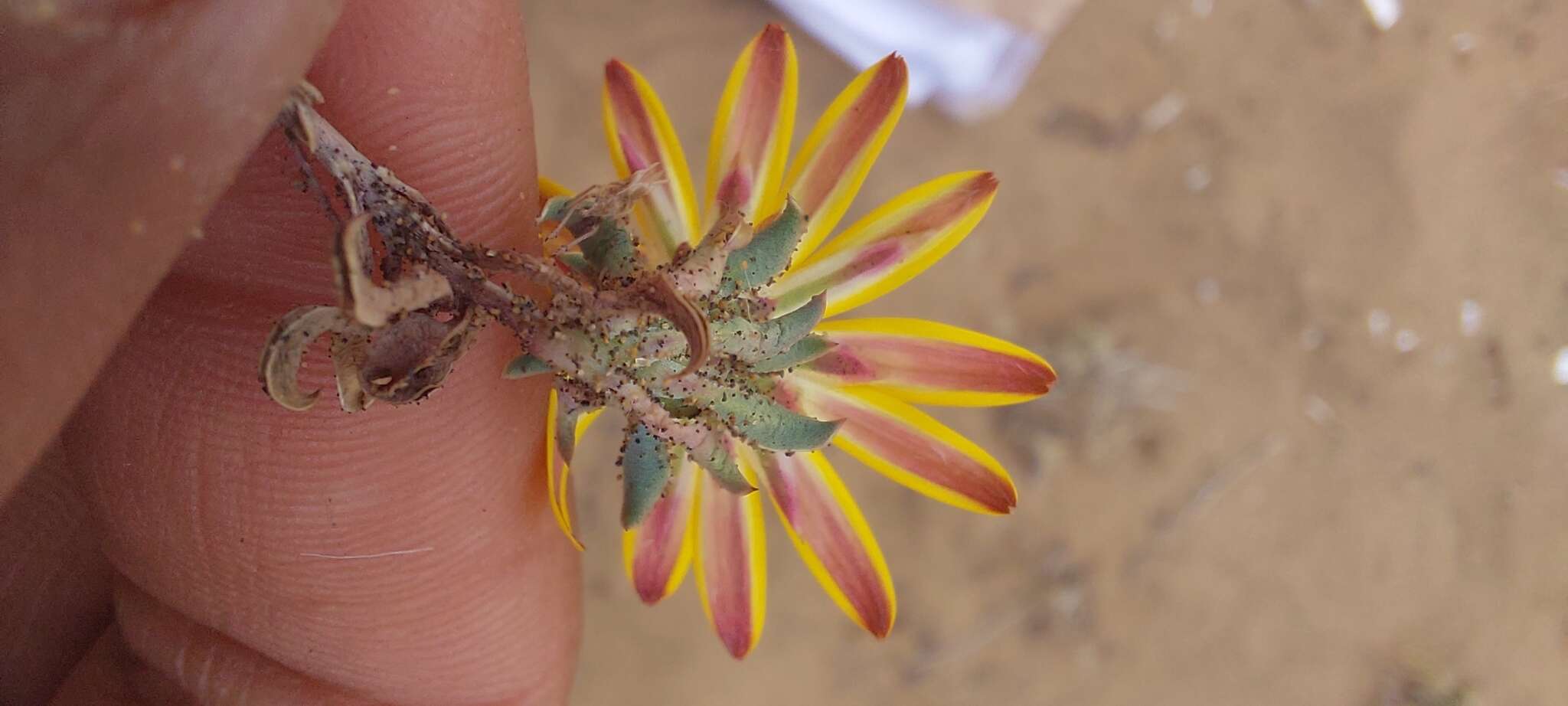 Image of Chaetanthera frayjorgensis A. M. R. Davies