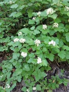 Plancia ëd Physocarpus malvaceus (Greene) Kuntze