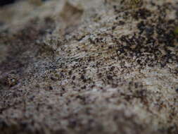 Image of mycocalicium lichen