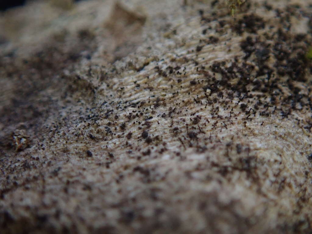 Image of mycocalicium lichen