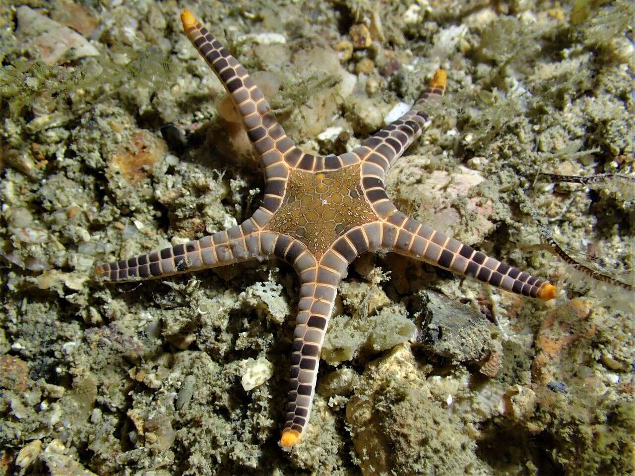 Image of Double Sea Star