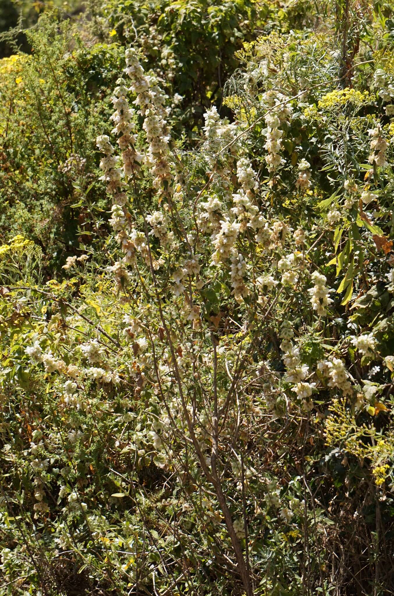 Image of Otostegia fruticosa (Forssk.) Schweinf. ex Penzig