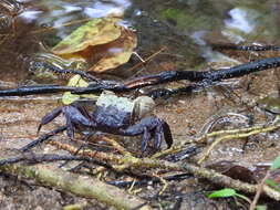 Image of Sesarmops impressus (H. Milne Edwards 1837)