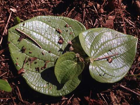 Image of Dioscorea minima C. B. Rob. & Seaton