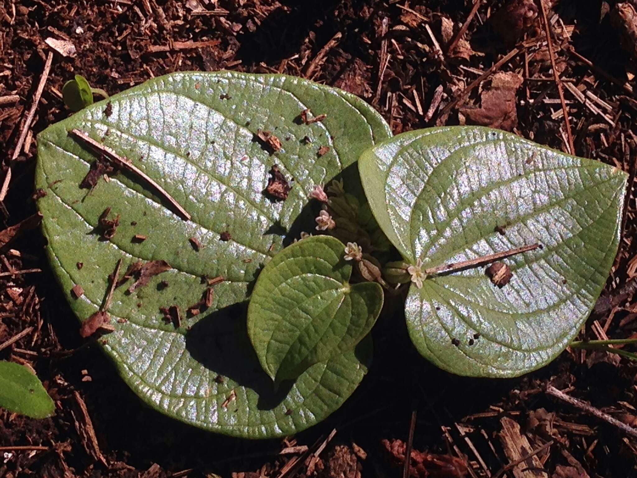 Imagem de Dioscorea minima C. B. Rob. & Seaton