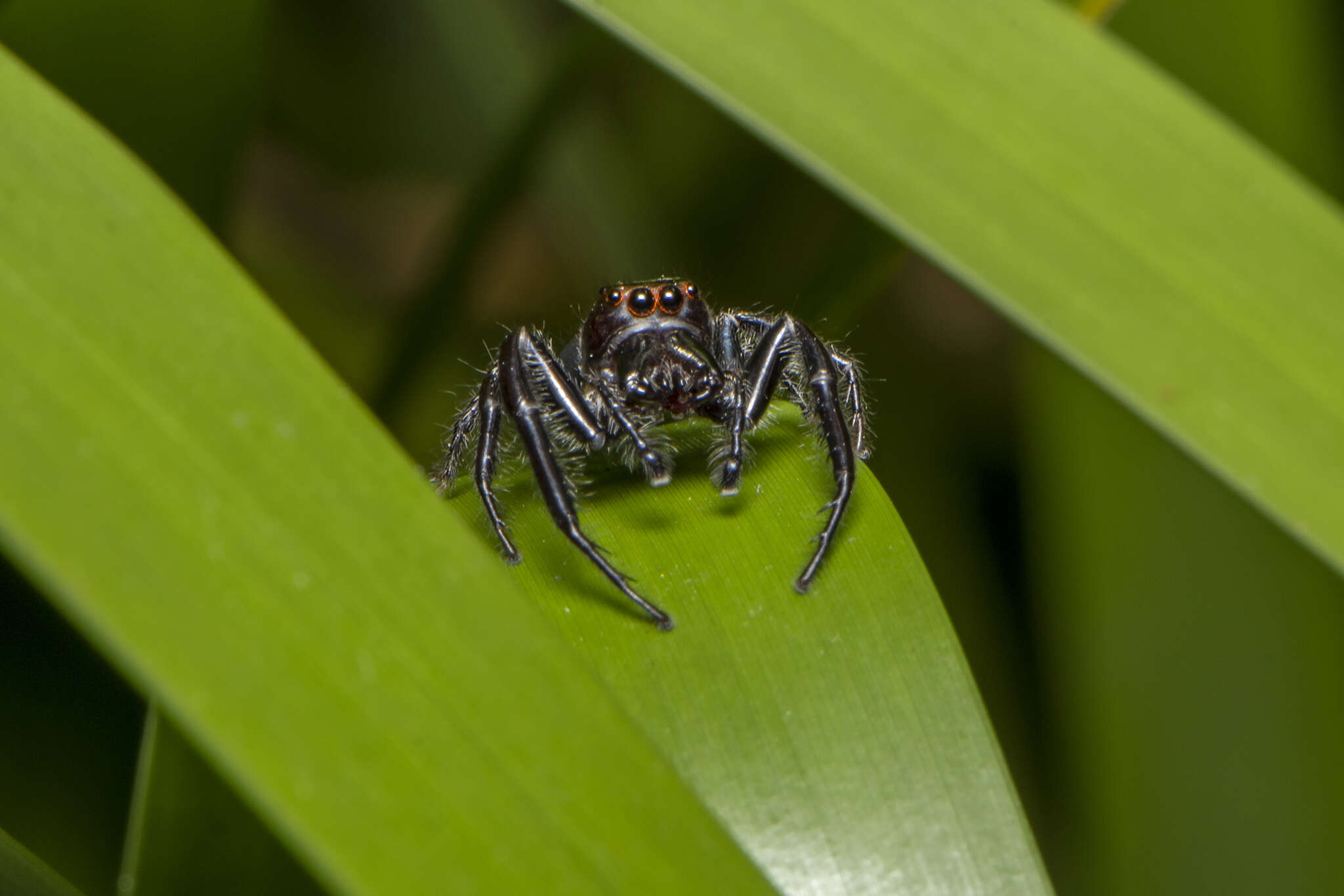 Image of Opisthoncus grassator Keyserling 1883