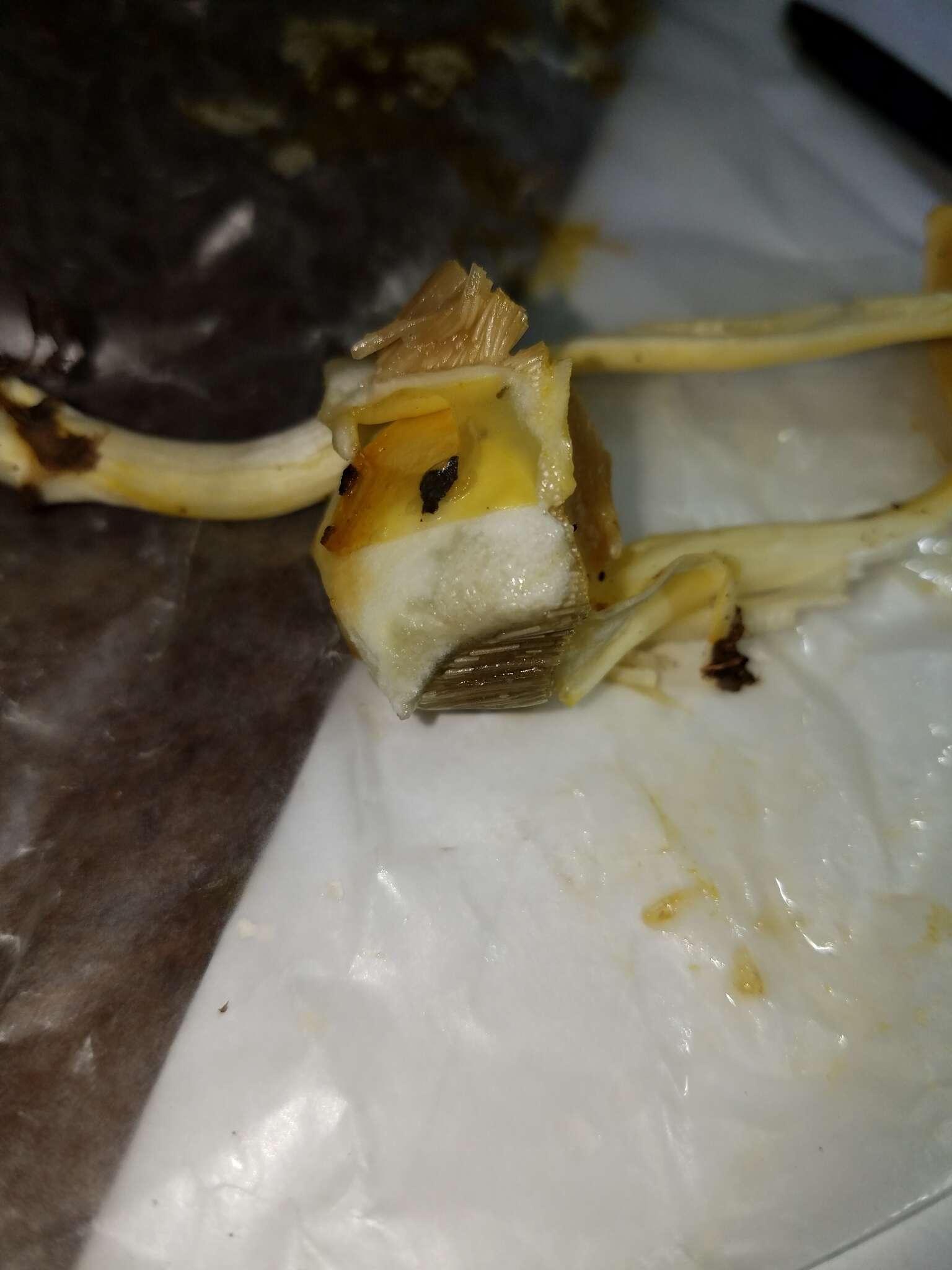 Pulveroboletus curtisii (Berk.) Singer 1947的图像