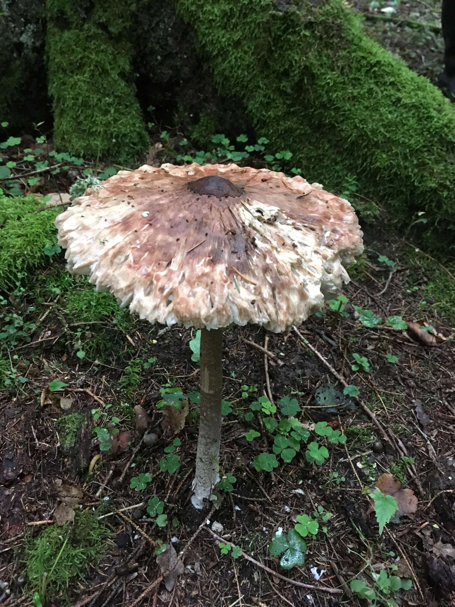 Image of Macrolepiota procera (Scop.) Singer