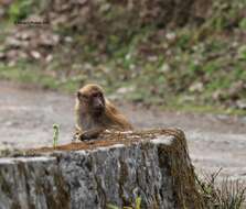 Image of Arunachal Macaque
