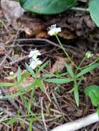 Слика од Moehringia macrophylla (Hook.) Fenzl