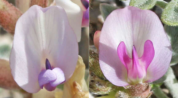 Sivun Astragalus cymboides M. E. Jones kuva