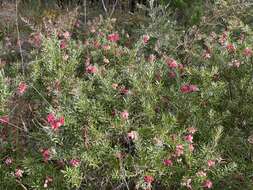 Image of Grevillea lanigera A. Cunn. ex R. Br.