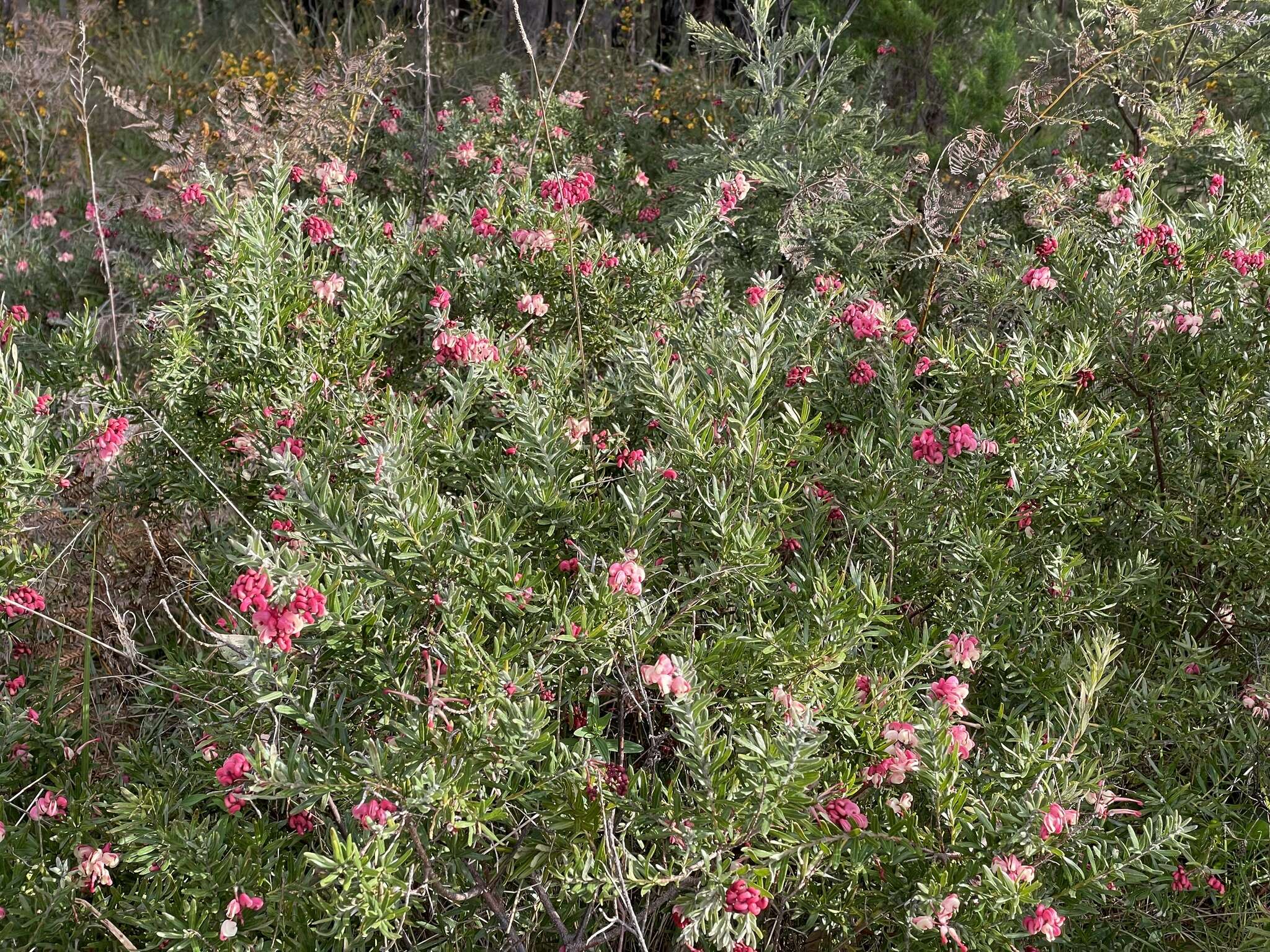 Image of Grevillea lanigera A. Cunn. ex R. Br.