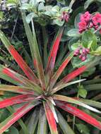 Fascicularia bicolor subsp. bicolor的圖片