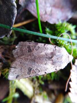 Agrochola litura Linnaeus 1761 resmi