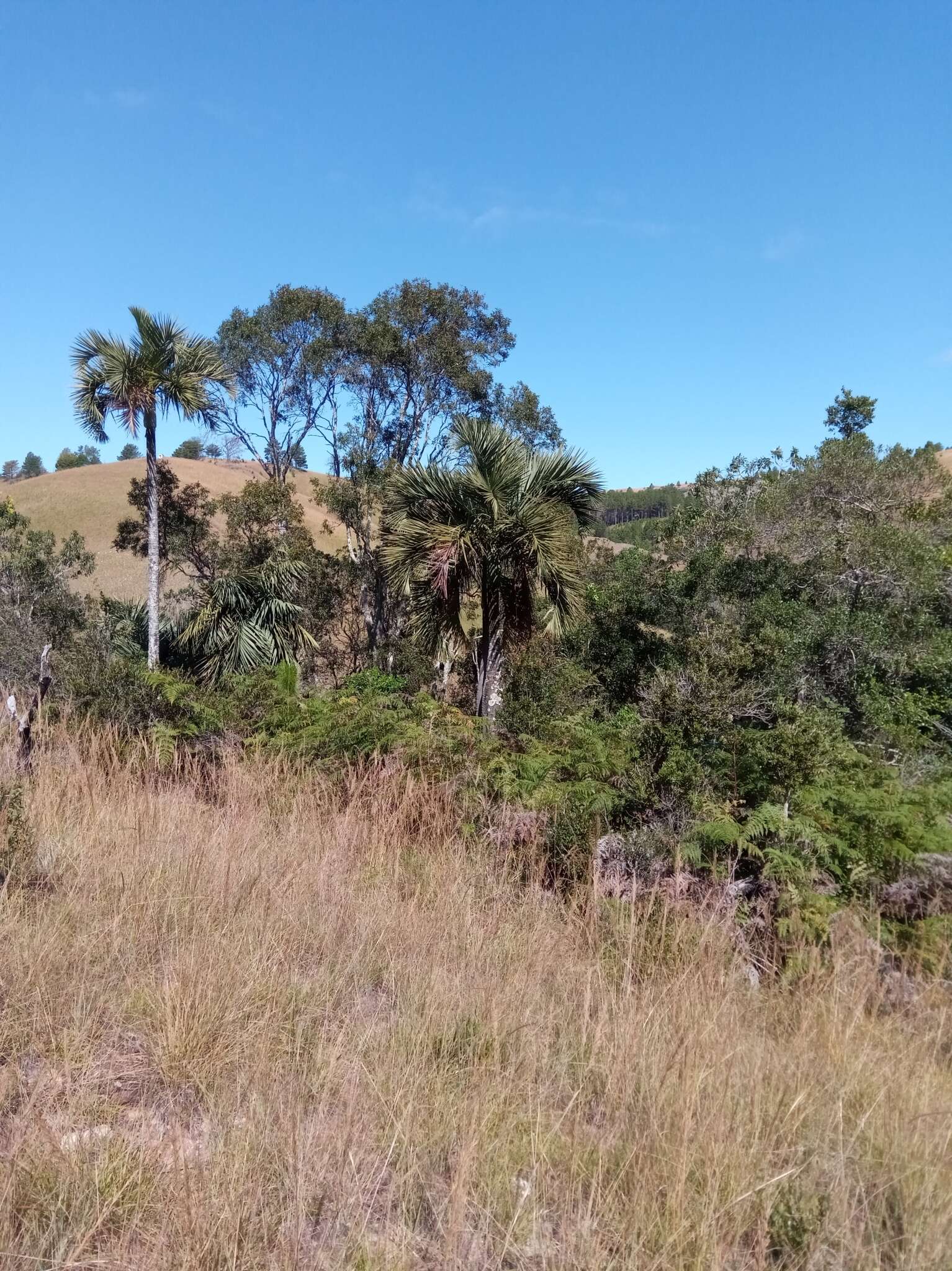 Dypsis decipiens (Becc.) Beentje & J. Dransf. resmi