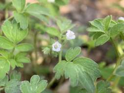 Image de Phacelia ranunculacea (Nutt.) Constance