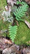 Polypodium appalachianum Haufler & Windham的圖片