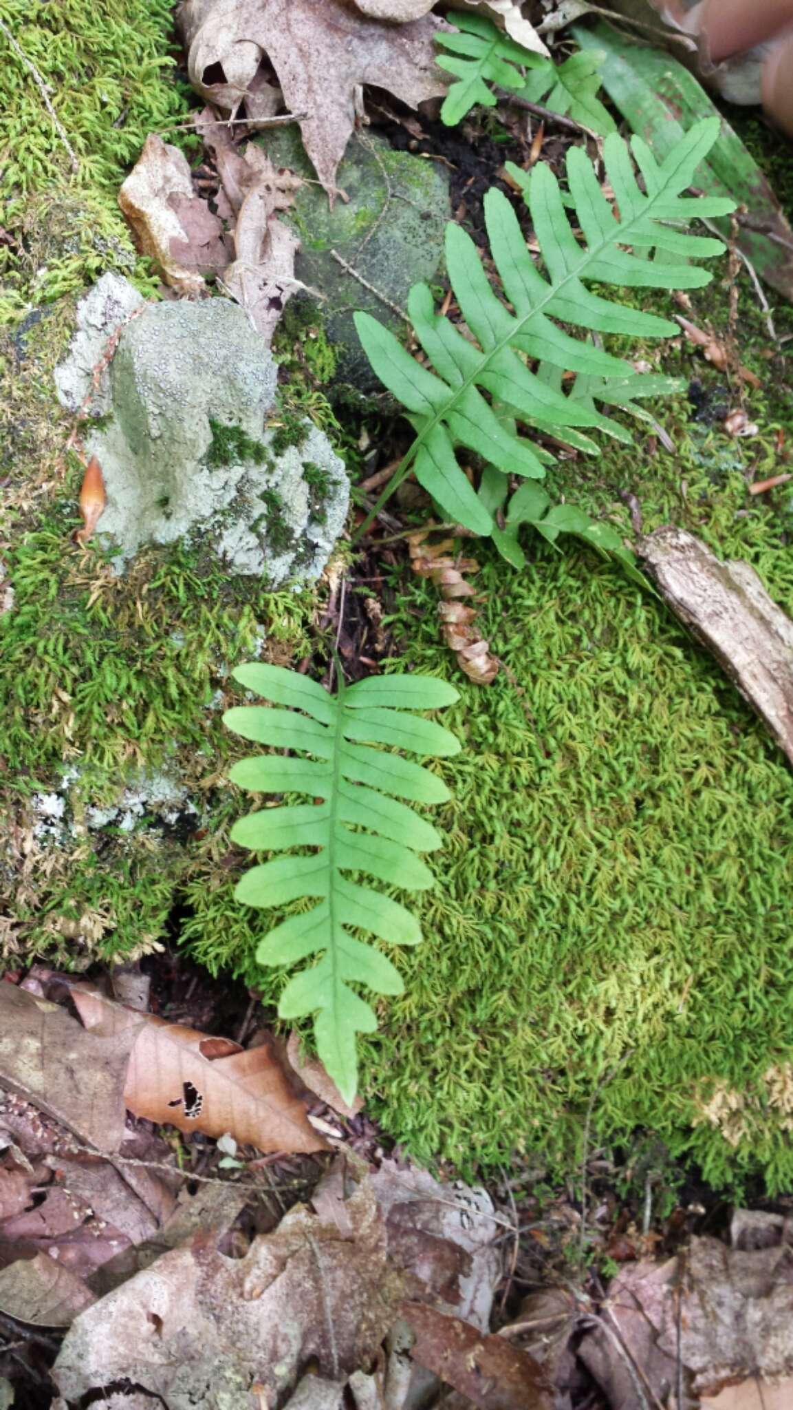 Polypodium appalachianum Haufler & Windham的圖片