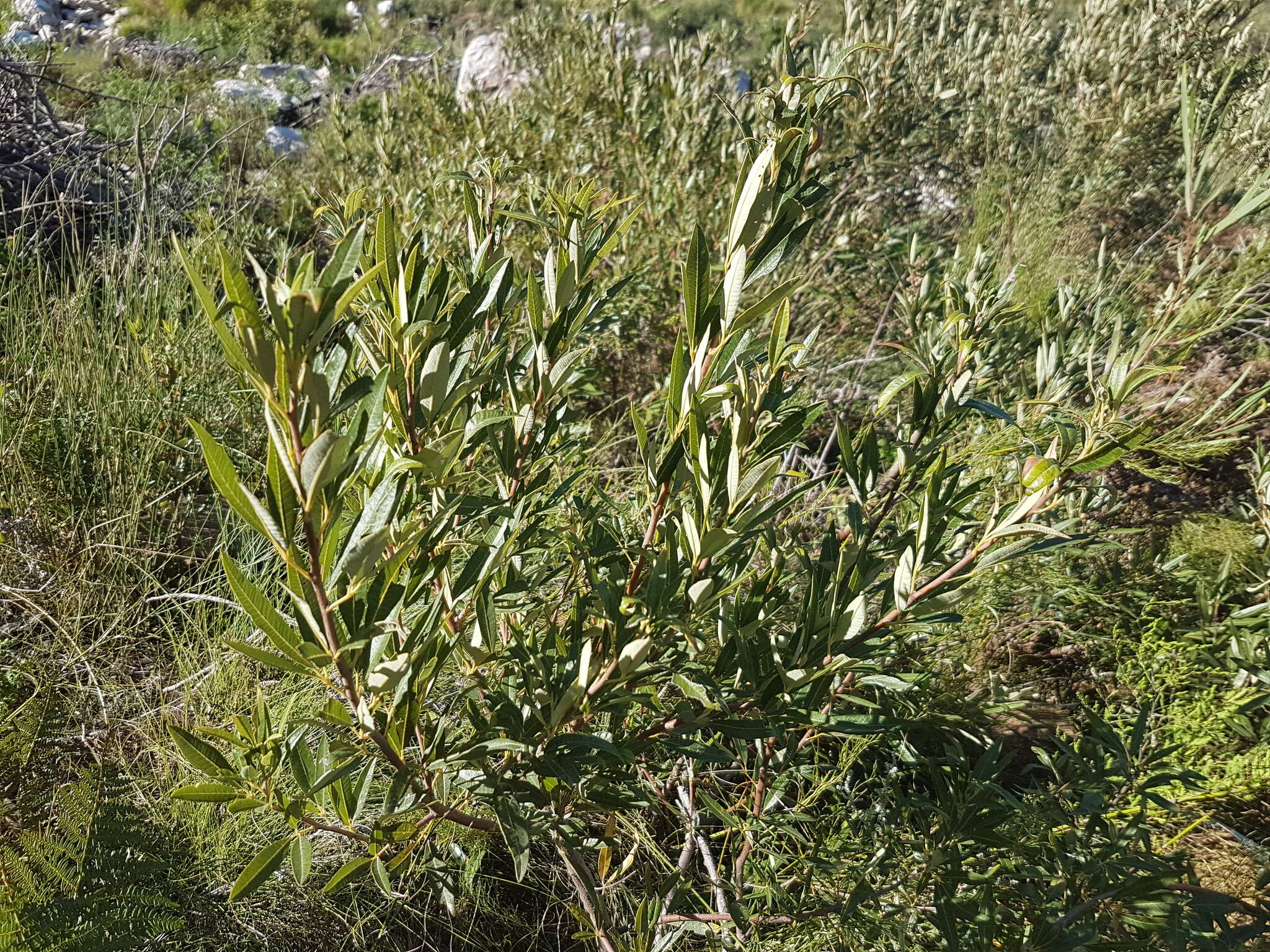 Слика од Searsia angustifolia (L.) F. A. Barkley