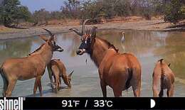 Image of Roan Antelope