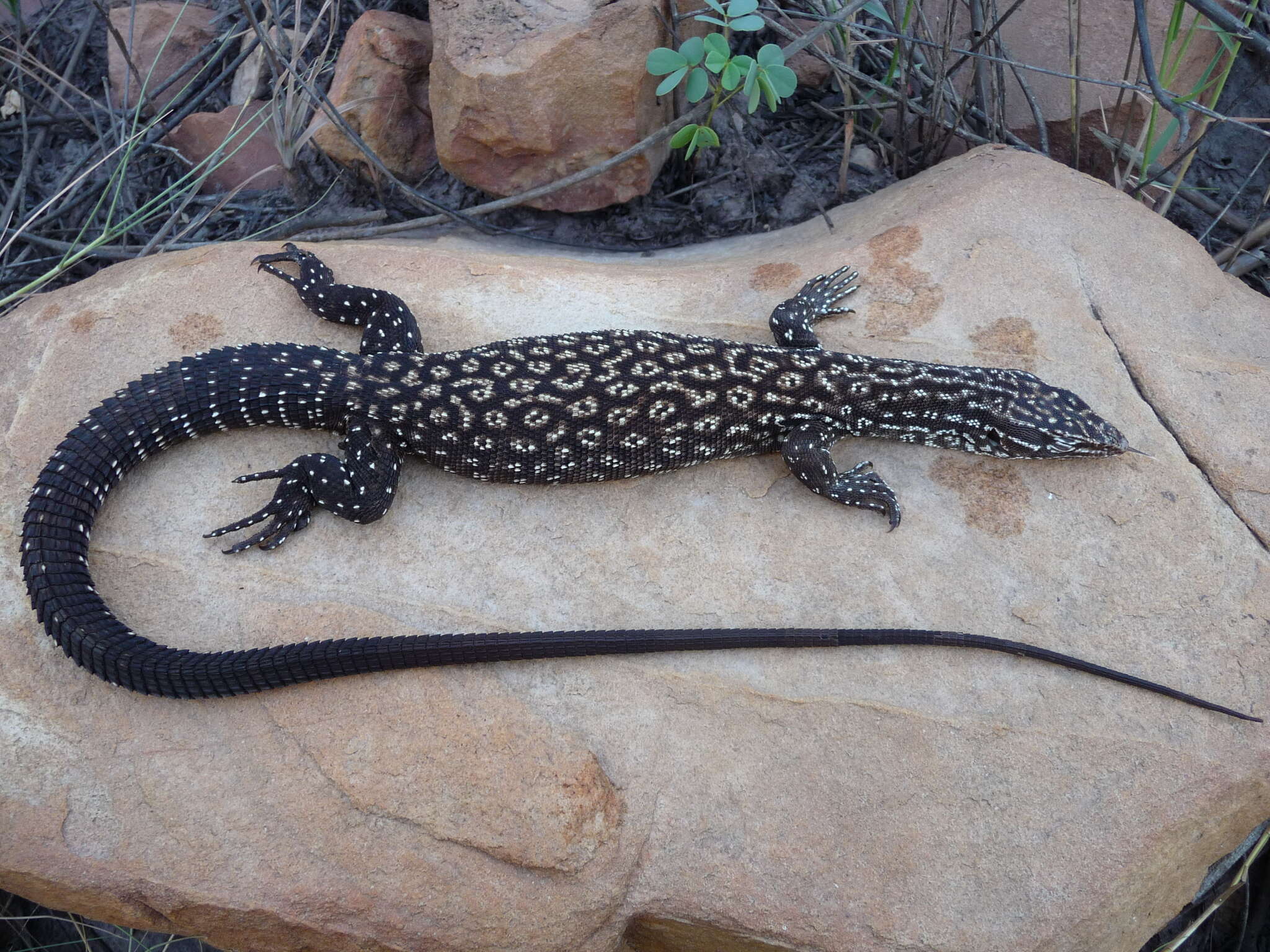 Imagem de Varanus acanthurus Boulenger 1885