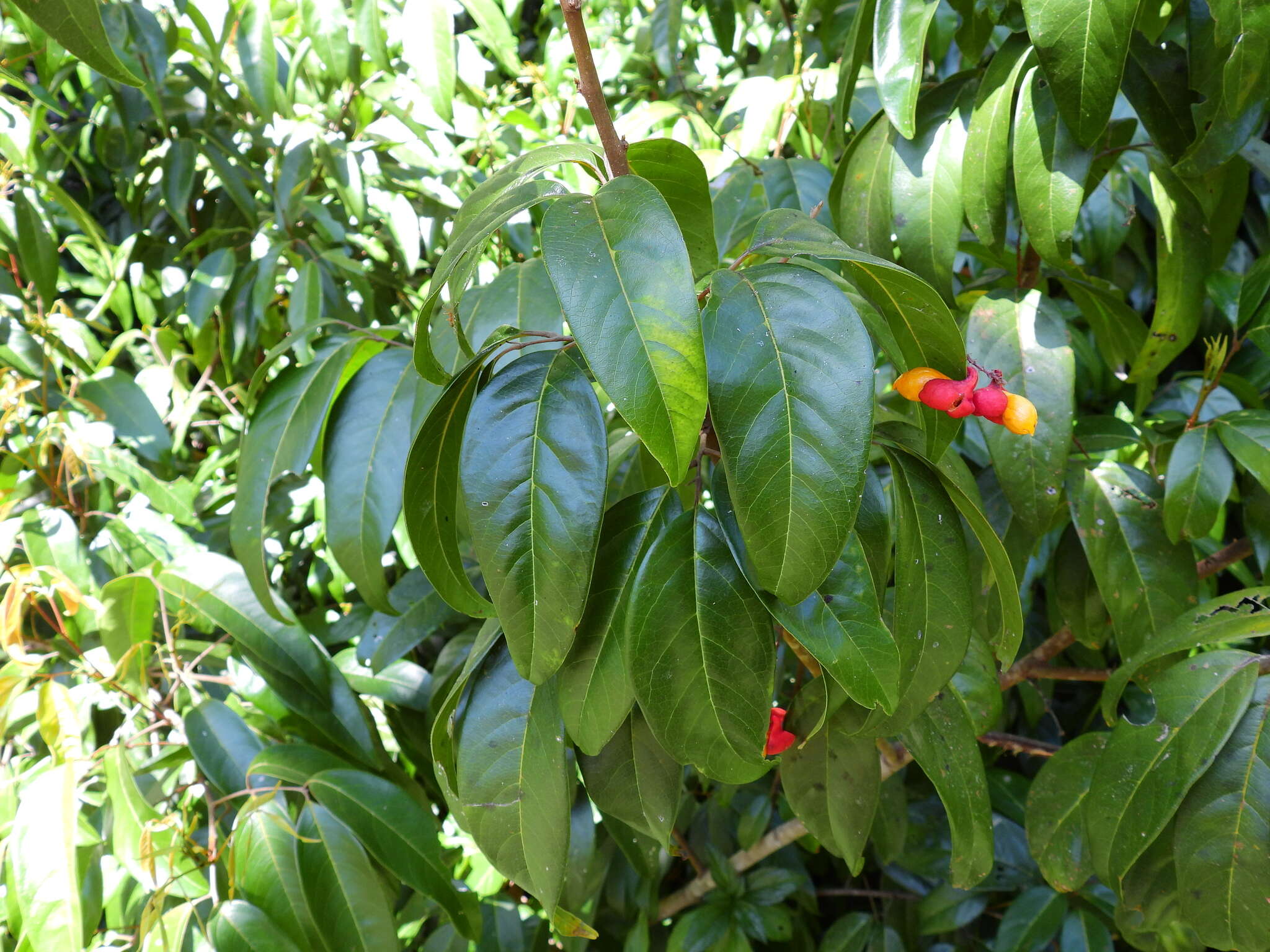 Image de Mischocarpus exangulatus (F. Müll.) Radlk.