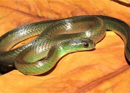 Image of Maryellen's Ground Snake