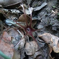 Image of Miersia humilis