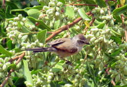 Image de Synallaxe mésange