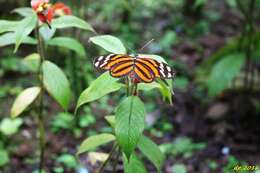 Image of Heliconius ismenius telchinia Doubleday (1847)