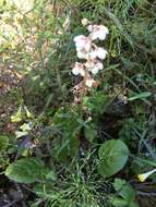 Plancia ëd Pyrola rotundifolia L.