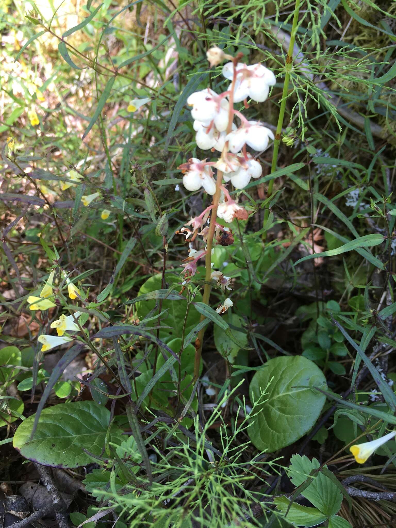 Plancia ëd Pyrola rotundifolia L.