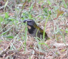 Image of Buff-throated Saltator