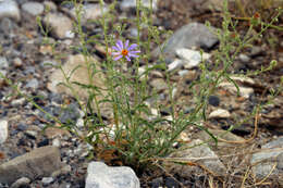 Imagem de Dieteria canescens var. canescens