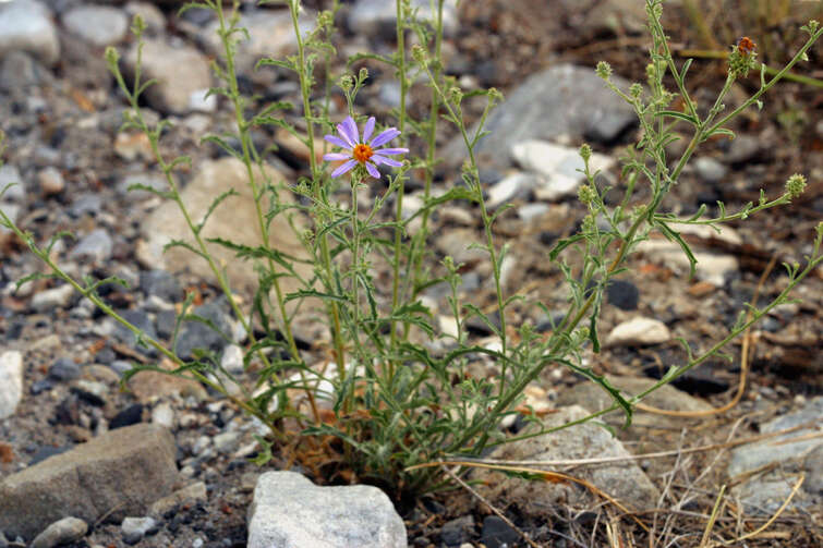 Imagem de Dieteria canescens var. canescens