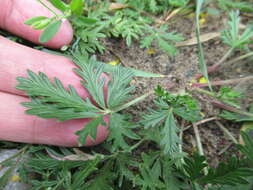 Image of Potentilla angarensis Popov