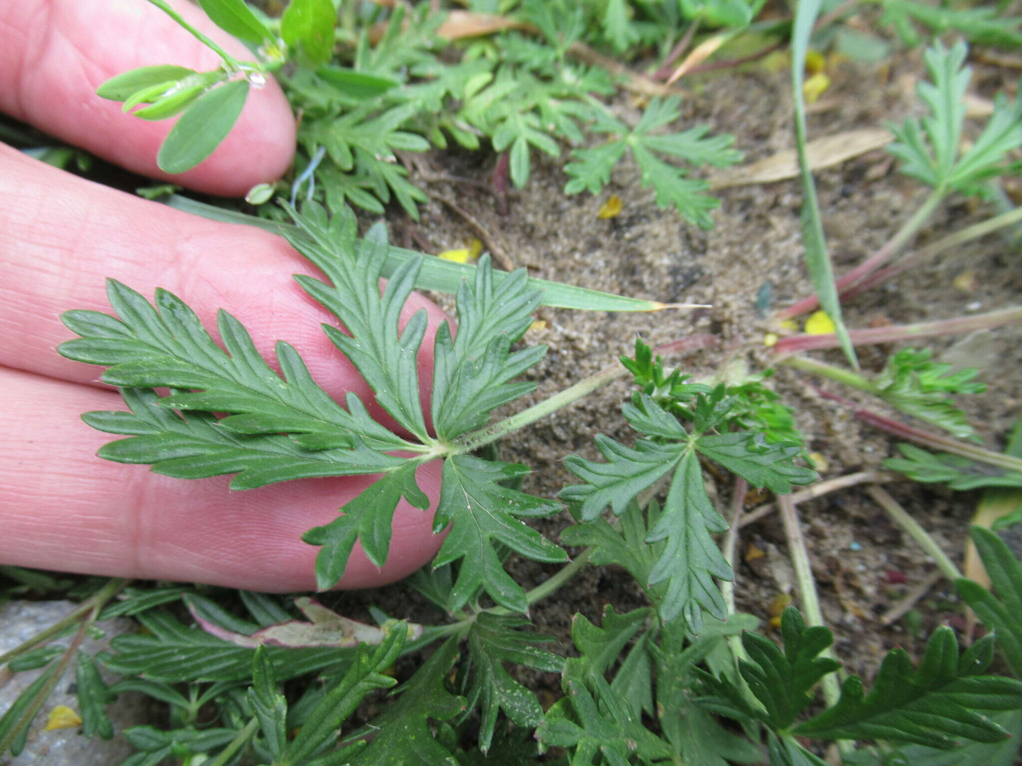 Image de Potentilla angarensis Popov