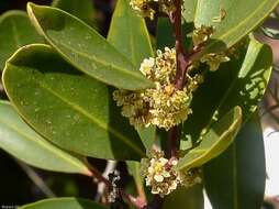 Image of Pterocelastrus echinatus N. E. Brown