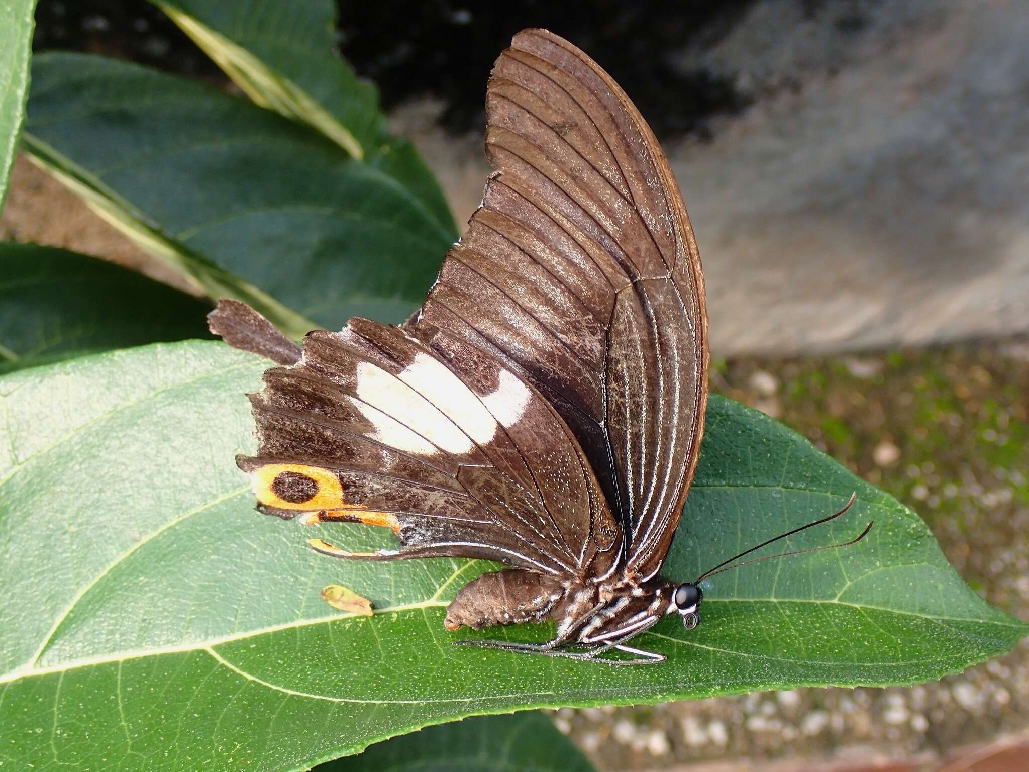 Sivun Papilio iswara White 1842 kuva