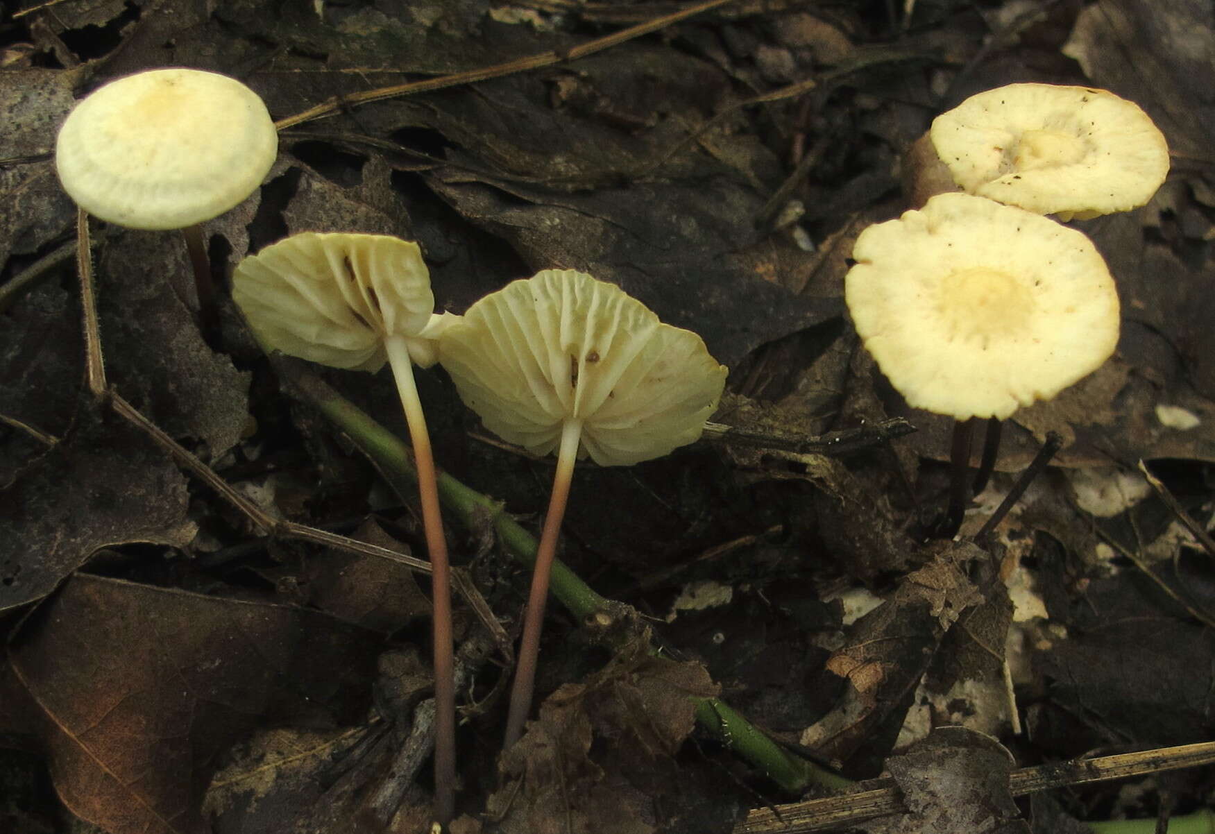 Imagem de Marasmius delectans Morgan 1905