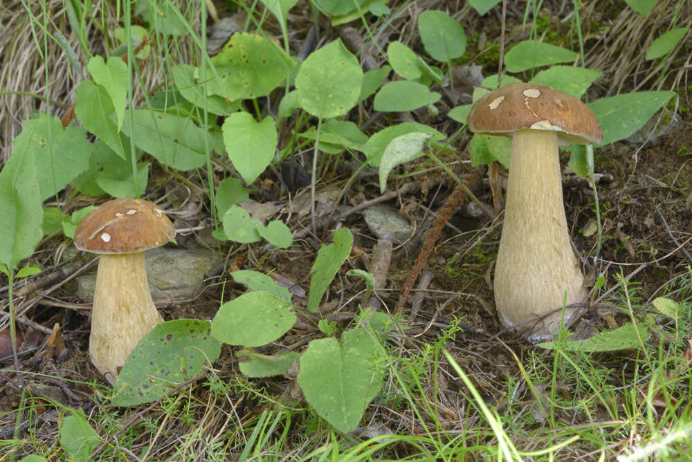 Слика од Boletus reticulatus Schaeff. 1774