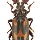 Image of Heteropaussus hastatus (Westwood 1850)