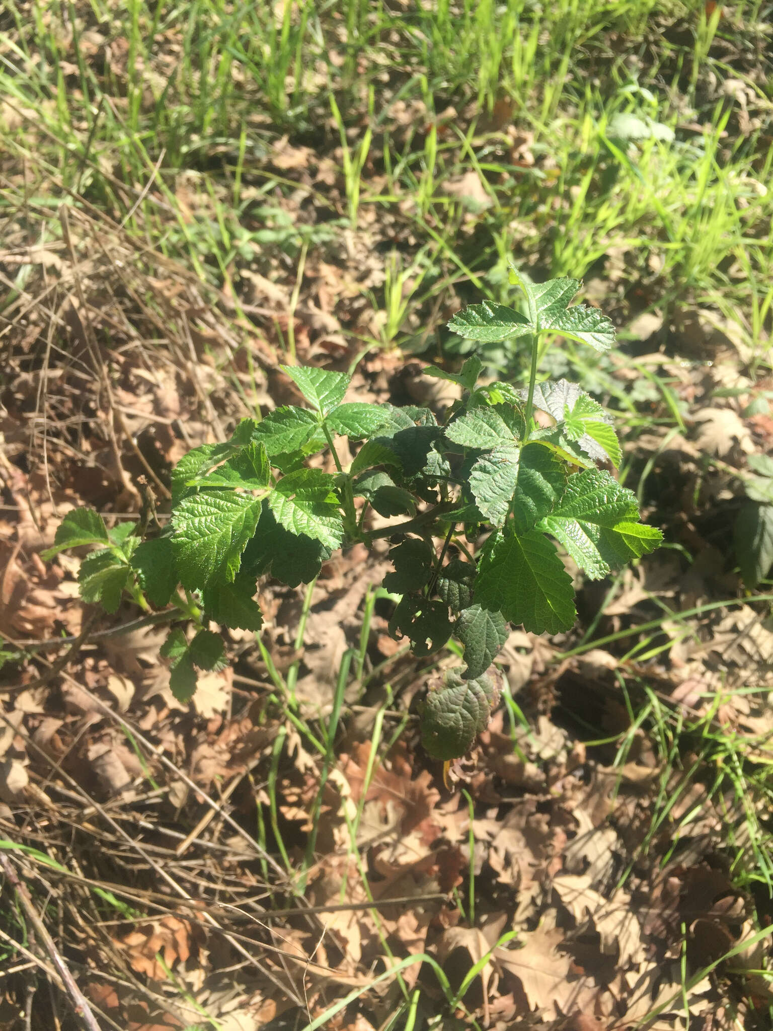 Слика од Rubus ursinus subsp. macropetalus (Dougl. ex Hook.) Taylor & Mac Bryde