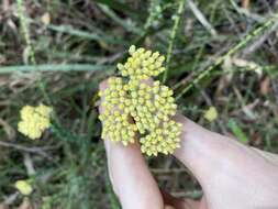 Cassinia denticulata R. Br resmi