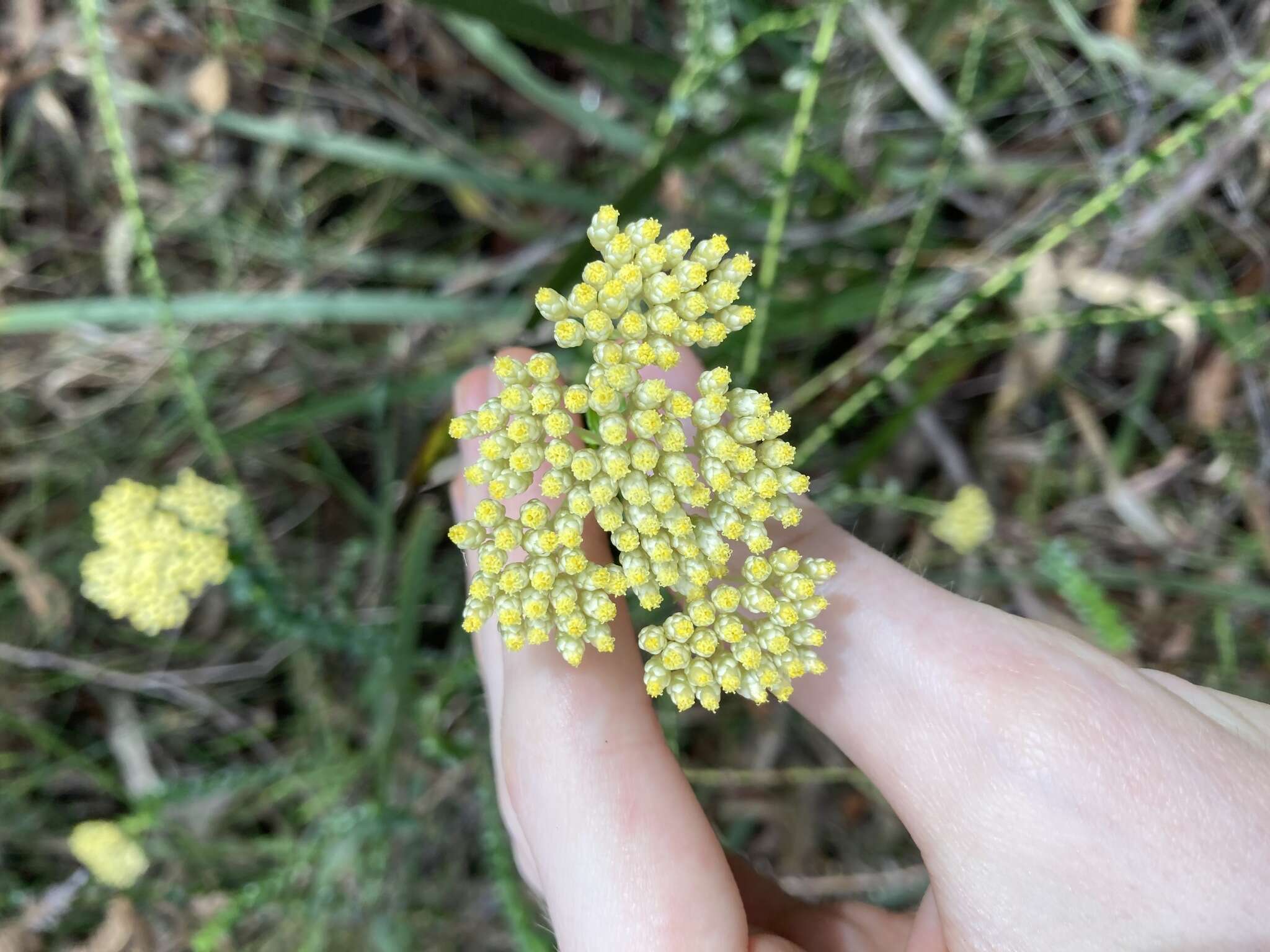 Cassinia denticulata R. Br resmi