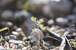 Слика од Medicago coronata (L.) Bartal.