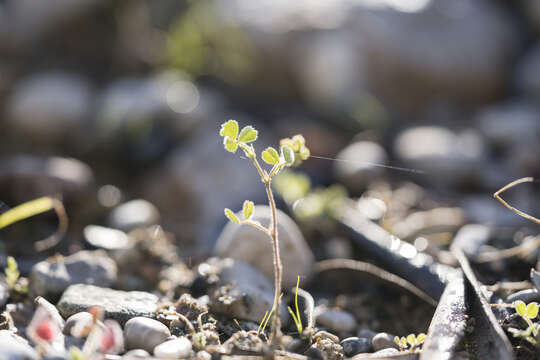 Image of crown medick