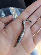 Image of Breyer's Whip Lizard