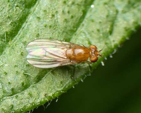 Image of Beach fly